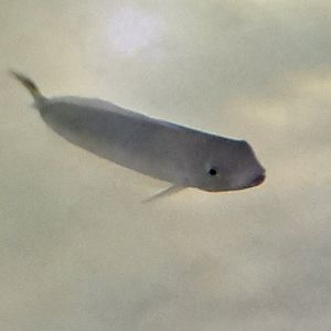 Fish ID? (4/19/25)