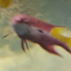 Fish ID? (4/19/25)