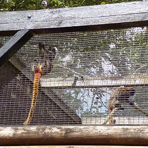 Emperor tamarins 7.7.24