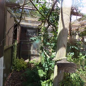 Emperor tamarin enclosure 7.7.24