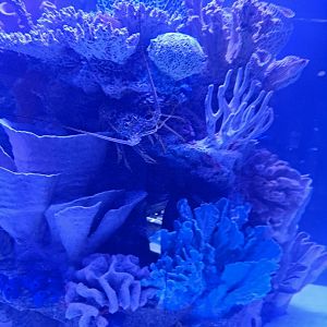 Spiny Lobster ID? (4/19/25)