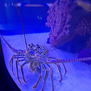Spiny Lobster ID? (4/19/25)