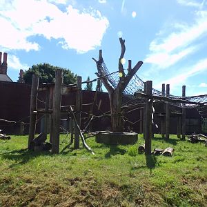 Diana monkey enclosure 7.7.24