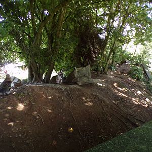 Land area of Humboldt penguin enclosure 7.7.24