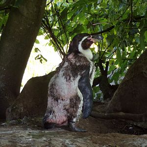 Molted Humboldt penguin 7.7.24