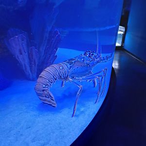 Spiny Lobster ID? (4/19/25)