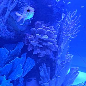 Squirrelfish ID? (4/19/25)