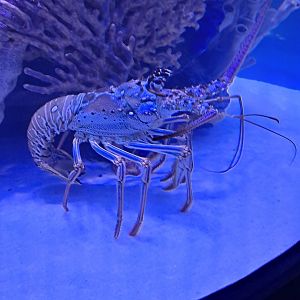Spiny Lobster ID? (4/19/25)