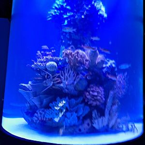 Spiny Lobster/Squirrelfish tank (both need ID; see other pics) (4/19/25)