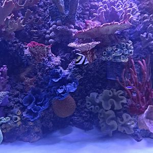 Pennant Coralfish (4/19/25)