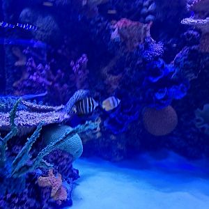 Butterflyfish ID? (4/19/25)