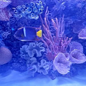 King Angelfish (4/19/25)