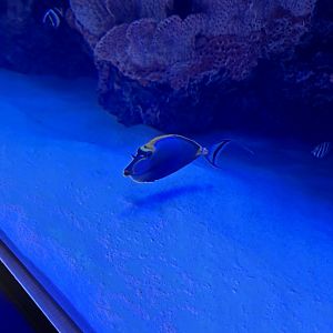 Blond Naso Tang (4/19/25)