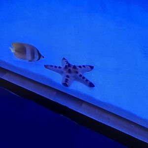 Butterflyfish ID? + Chocolate Chip Sea Star (4/19/25)