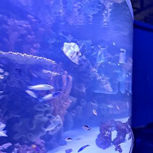 Fish ID? (Everyone here you can) (4/19/25)