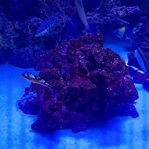 Fish ID? (everyone if possible) (4/19/25)