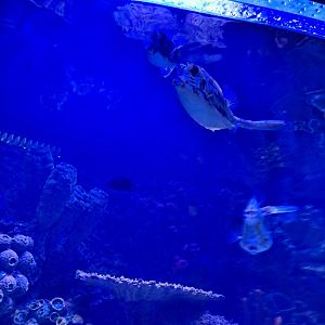 Boxfish ID? (4/19/25)