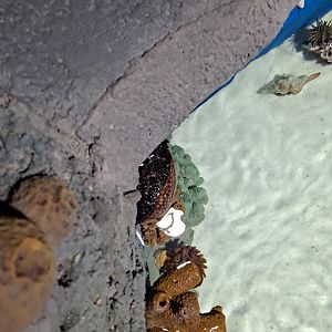 Bizarre alien entity ID (4/19/25)