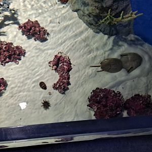 Invert Touch Tank (4/19/25)