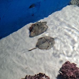 Atlantic Horseshoe Crab and massive Hermit Crab (4/19/25)