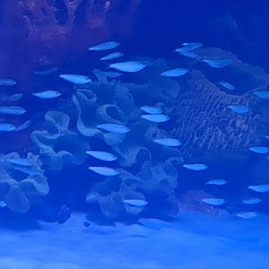 Non-Sharks in Shark Tank ID? (4/19/25)