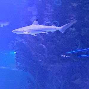 Blacktip Reef Shark (4/19/25)