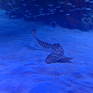 Zebra Shark (4/19/25)