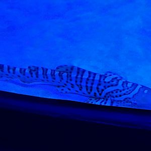 Zebra Shark (4/19/25)