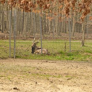 Train Safari - Markhor (Capra falconeri) and