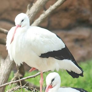 White Stork- March 2024
