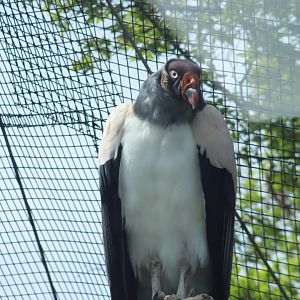 King Vulture- March 2024