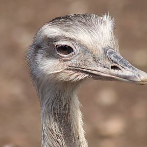 Greater Rhea- March 2024