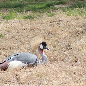 Grey Crowned Crane- March 2024