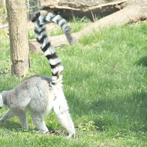 Ring-Tailed Lemur- March 2024