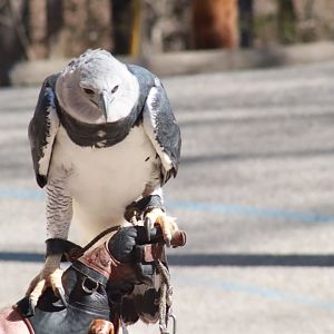 Harpy Eagle- March 2025