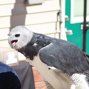 Harpy Eagle- March 2025