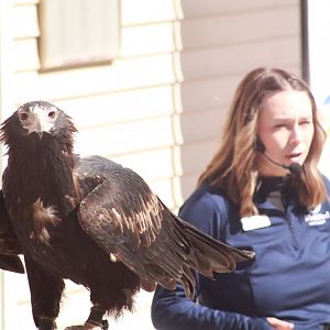 Wedge-Tailed Eagle- March 2025