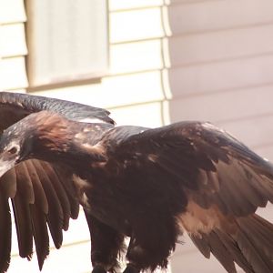 Wedge-Tailed Eagle- March 2025