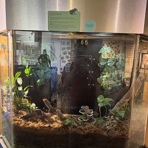 Green Treefrog Exhibit- December 2024