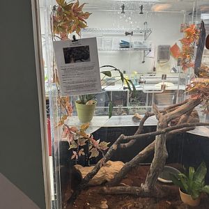 Fox Snake Exhibit- December 2024