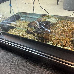 Turtle Exhibit- December 2024