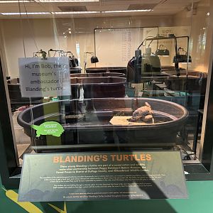 Blandings Turtle Ambassador Exhibit- December 2024