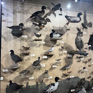 Native Chicago Bird Taxidermy- December 2024