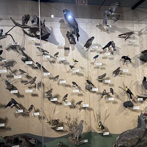 Native Chicago Bird Taxidermy- December 2024