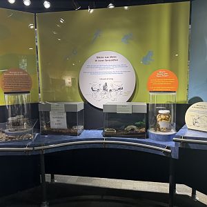 Frog and Toad Exhibits- December 2024