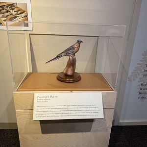 Passenger Pigeon Display- December 2024