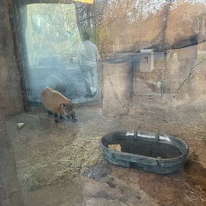 Red River Hog Indoor Viewing- November 2024