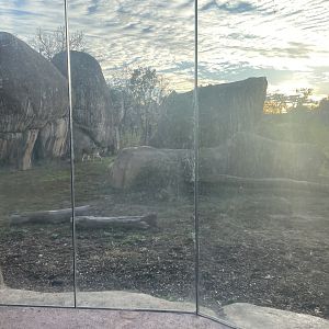 Lion Viewing- November 2024