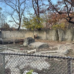 Sichuan Takin Exhibit- November 2024