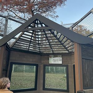 Amur Tiger Viewing Gallery- November 2024